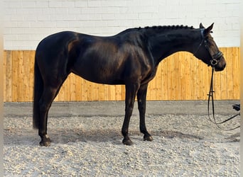 Hanoverian, Mare, 5 years, 16.1 hh, Smoky-Black