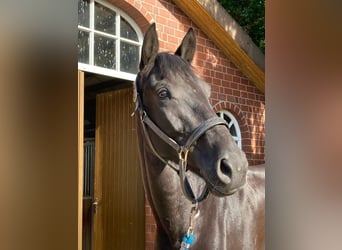 Hanoverian, Mare, 5 years, 16.1 hh, Smoky-Black