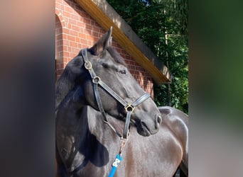 Hanoverian, Mare, 5 years, 16.1 hh, Smoky-Black