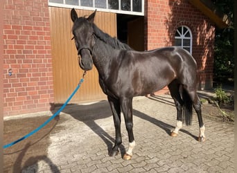 Hanoverian, Mare, 5 years, 16.1 hh, Smoky-Black