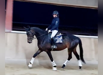 Hanoverian, Mare, 5 years, 16.1 hh, Smoky-Black