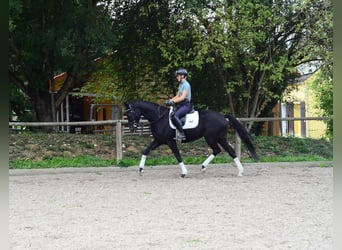 Hanoverian, Mare, 5 years, 16.1 hh, Smoky-Black
