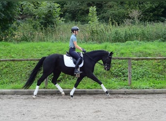 Hanoverian, Mare, 5 years, 16.1 hh, Smoky-Black