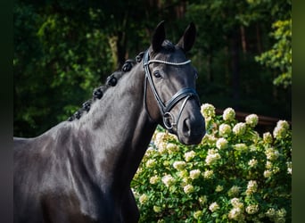 Hanoverian, Mare, 5 years, 16.1 hh, Smoky-Black