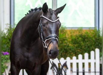 Hanoverian, Mare, 5 years, 16.1 hh, Smoky-Black