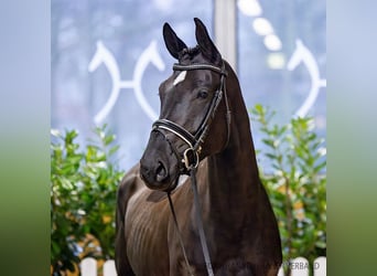 Hanoverian, Mare, 5 years, 16,1 hh, Smoky-Black