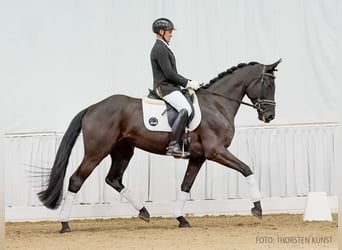 Hanoverian, Mare, 5 years, 16,1 hh, Smoky-Black