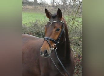 Hanoverian, Mare, 5 years, 16.2 hh, Bay-Dark