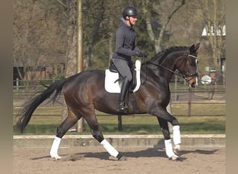 Hanoverian, Mare, 5 years, 16,2 hh, Bay-Dark