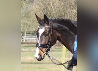 Hanoverian, Mare, 5 years, 16,2 hh, Bay-Dark