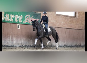 Hanoverian, Mare, 5 years, 16,2 hh, Bay-Dark