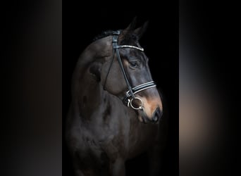 Hanoverian, Mare, 5 years, 16,2 hh, Bay-Dark