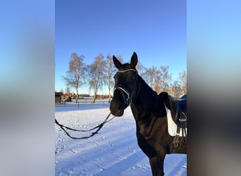 Hanoverian, Mare, 5 years, 16.2 hh, Bay-Dark