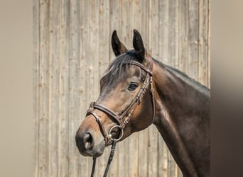 Hanoverian, Mare, 5 years, 16,2 hh, Bay-Dark