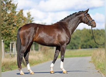 Hanoverian, Mare, 5 years, 16.2 hh, Bay-Dark