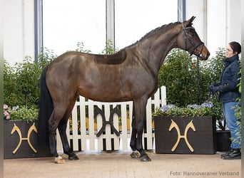 Hanoverian, Mare, 5 years, 16.2 hh, Bay-Dark