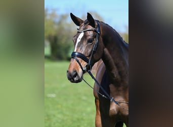 Hanoverian, Mare, 5 years, 16.2 hh, Bay-Dark