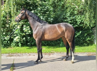 Hanoverian, Mare, 5 years, 16.2 hh, Bay-Dark