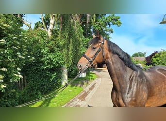 Hanoverian, Mare, 5 years, 16.2 hh, Bay-Dark