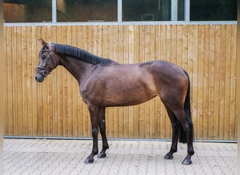 Hanoverian, Mare, 5 years, 16.2 hh, Bay-Dark