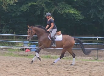 Hanoverian, Mare, 5 years, 16.2 hh, Bay-Dark
