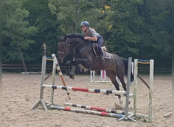 Hanoverian, Mare, 5 years, 16.2 hh, Bay-Dark