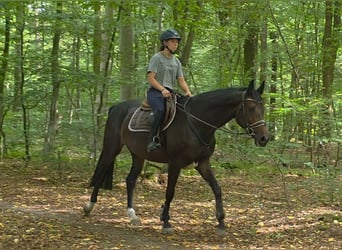 Hanoverian, Mare, 5 years, 16.2 hh, Bay-Dark