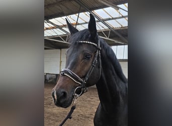 Hanoverian, Mare, 5 years, 16.2 hh, Bay-Dark