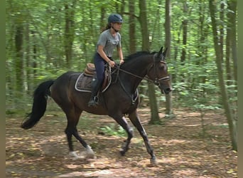 Hanoverian, Mare, 5 years, 16.2 hh, Bay-Dark
