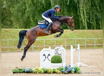 Hanoverian, Mare, 5 years, 16.2 hh, Bay-Dark