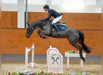 Hanoverian, Mare, 5 years, 16,2 hh, Bay-Dark