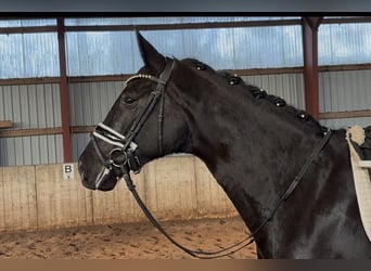 Hanoverian, Mare, 5 years, 16.2 hh, Black