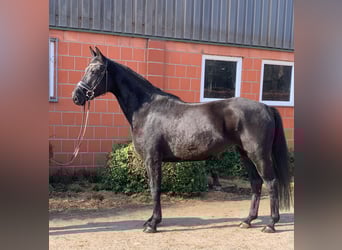 Hanoverian, Mare, 5 years, 16.2 hh, Black