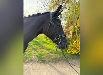 Hanoverian, Mare, 5 years, 16.2 hh, Black