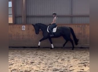 Hanoverian, Mare, 5 years, 16,2 hh, Black