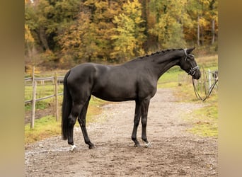 Hanoverian, Mare, 5 years, 16.2 hh, Black