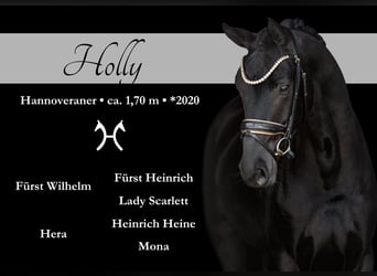 Hanoverian, Mare, 5 years, 16.2 hh, Black