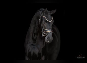 Hanoverian, Mare, 5 years, 16.2 hh, Black