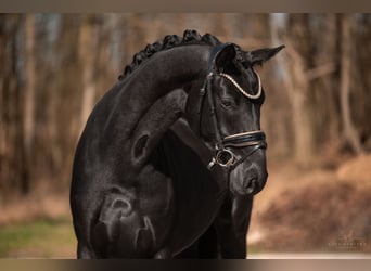 Hanoverian, Mare, 5 years, 16.2 hh, Black