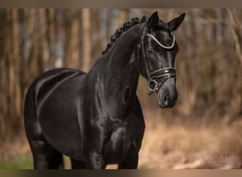 Hanoverian, Mare, 5 years, 16.2 hh, Black
