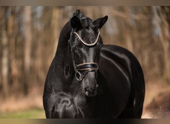 Hanoverian, Mare, 5 years, 16.2 hh, Black
