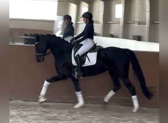 Hanoverian, Mare, 5 years, 16.2 hh, Black