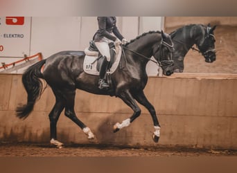 Hanoverian, Mare, 5 years, 16,2 hh, Black