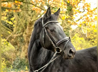 Hanoverian, Mare, 5 years, 16.2 hh, Black