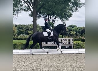 Hanoverian, Mare, 5 years, 16,2 hh, Black