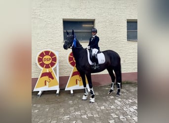 Hanoverian, Mare, 5 years, 16,2 hh, Black