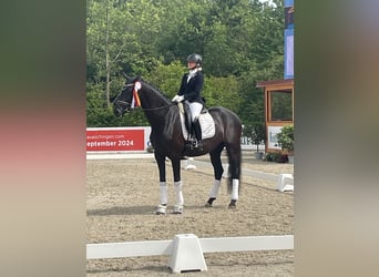 Hanoverian, Mare, 5 years, 16,2 hh, Black