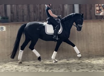 Hanoverian, Mare, 5 years, 16,2 hh, Black