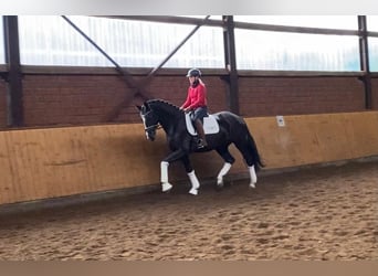 Hanoverian, Mare, 5 years, 16,2 hh, Black