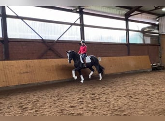 Hanoverian, Mare, 5 years, 16,2 hh, Black